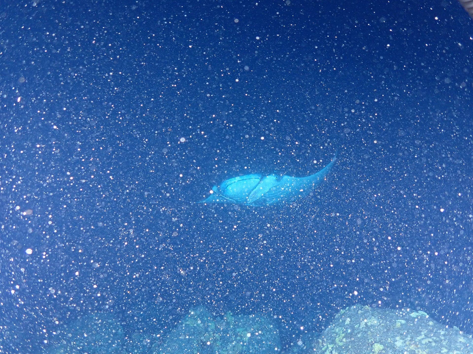 Underwater photo with visible backscatter particles from camera flash