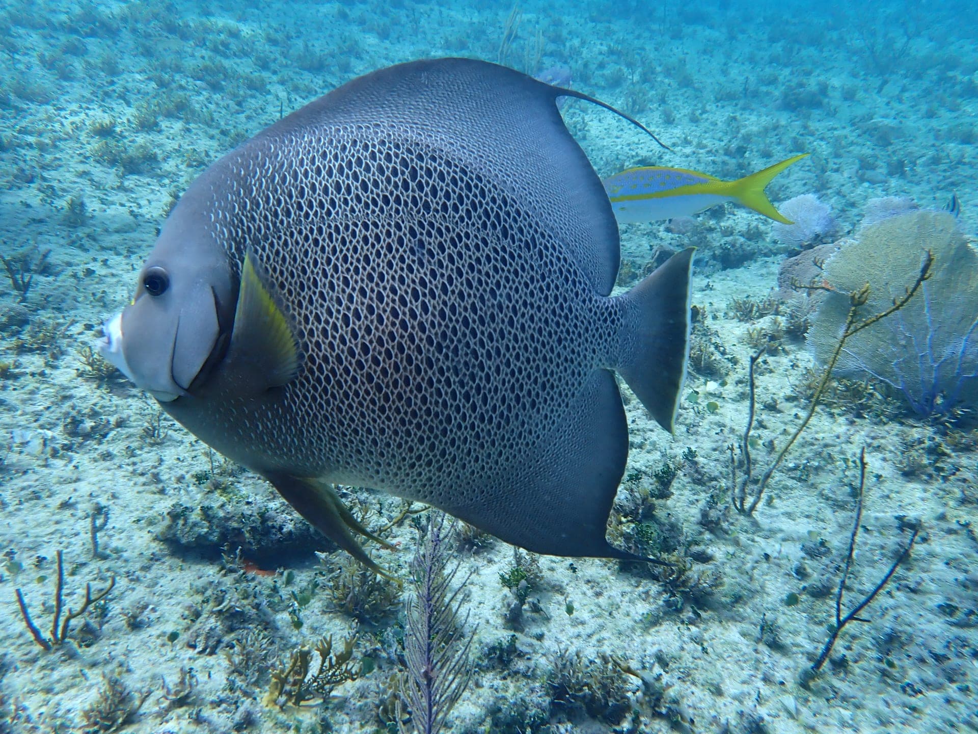 Gray angelfish on a reef, representing Reimagine and Critter ID