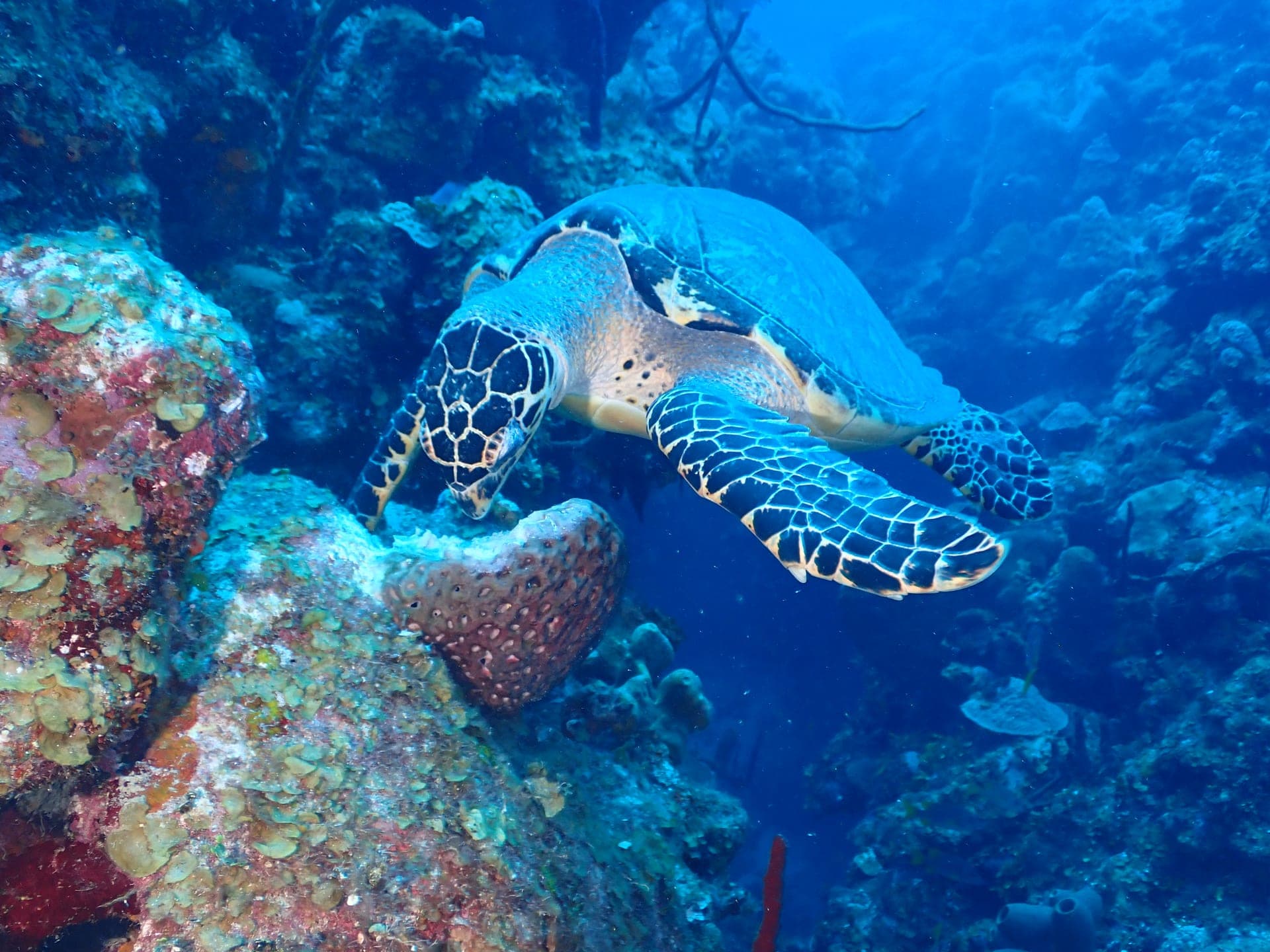 Hawksbill turtle swimming over a coral reef — DiveLocker.ai underwater photography