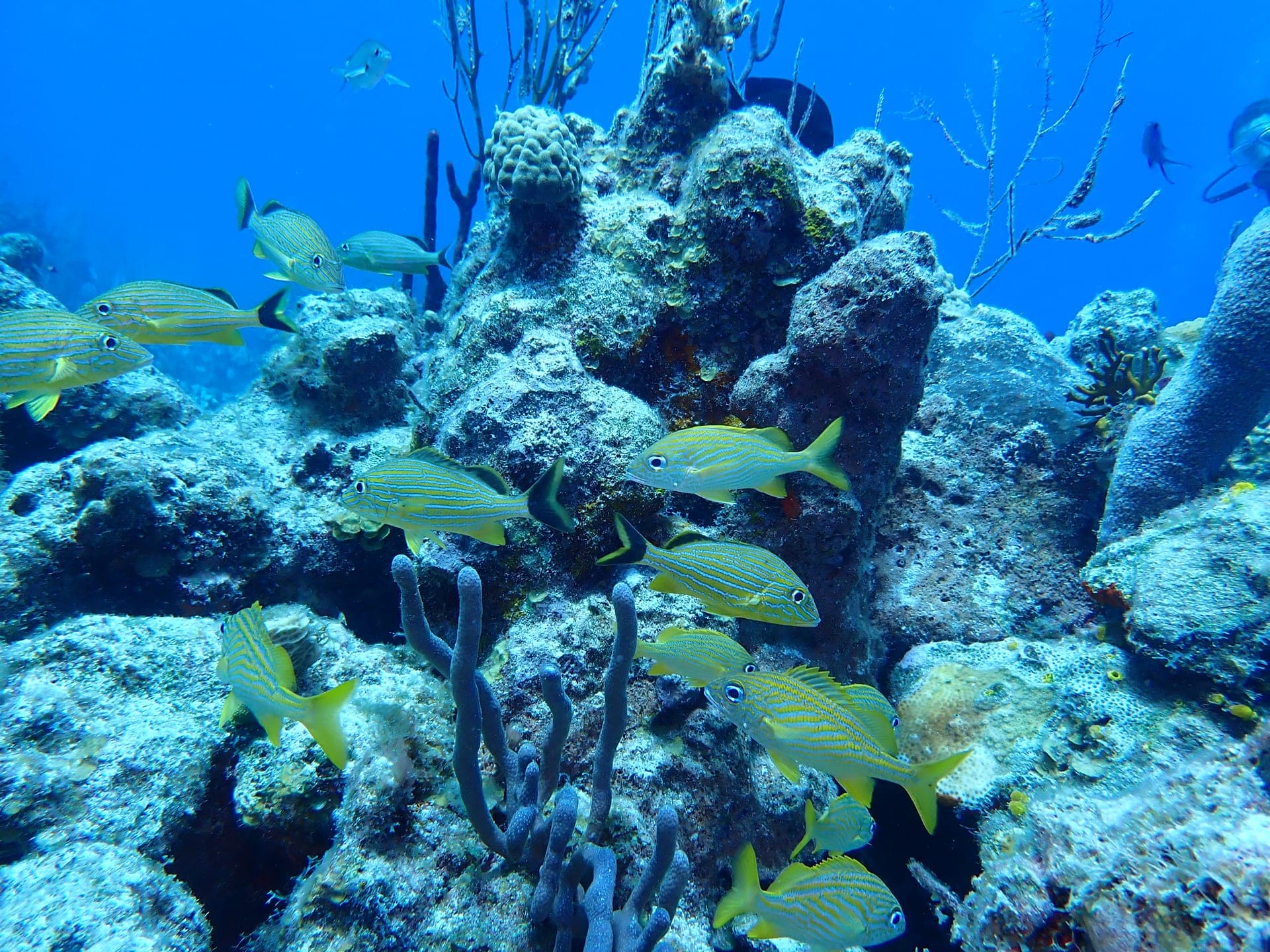 Underwater photograph of a school of yellow-striped fish over a coral reef