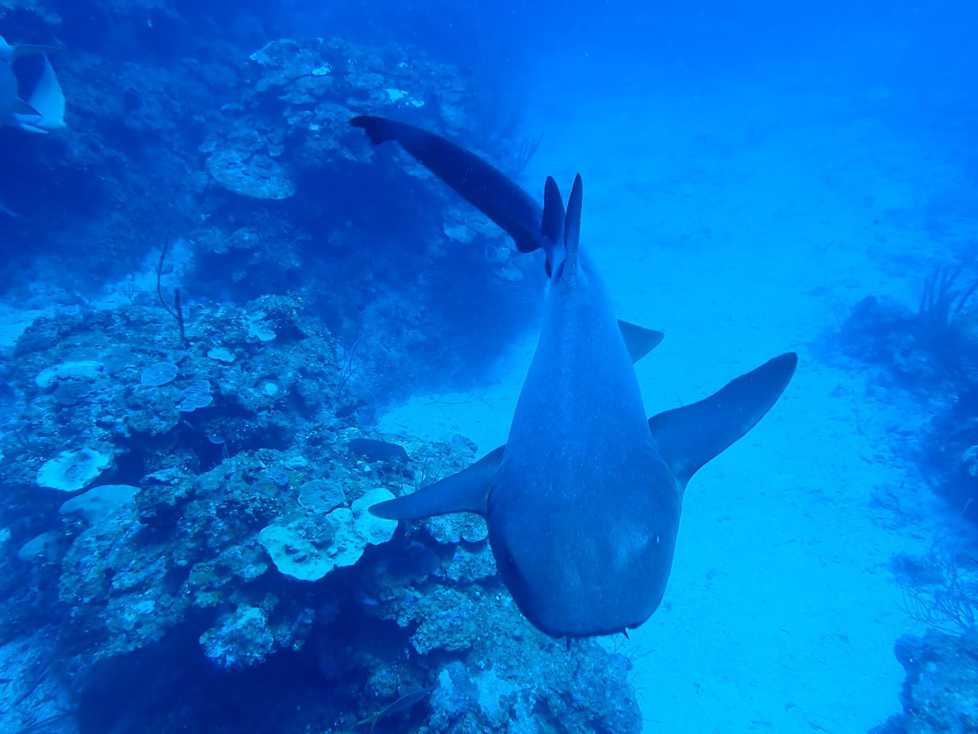 Underwater still frame representing dive video and photo studio tools