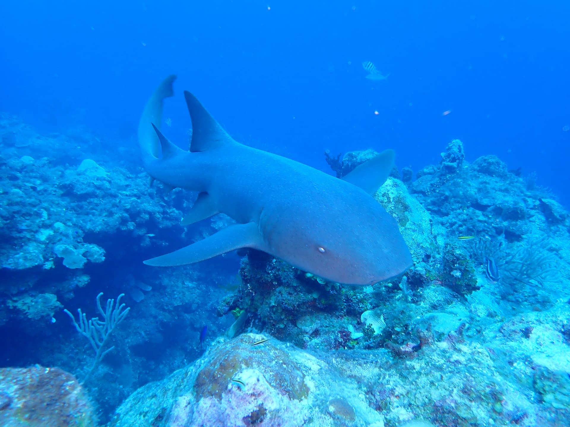 Underwater shark photo representing your dive photo library
